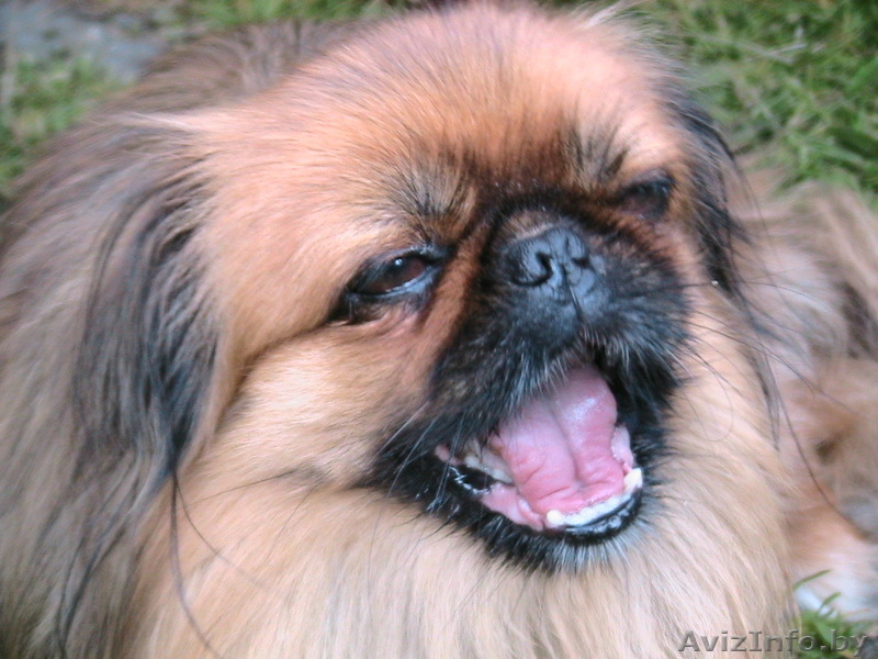 Королевский щенок Пекинеса - Изображение #1, Объявление #133080