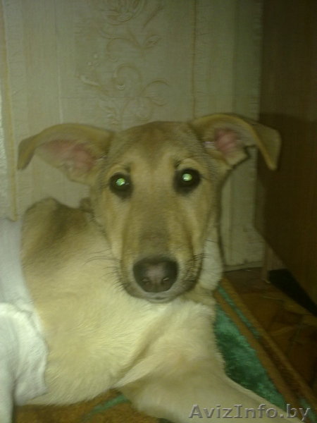 ищем хозяина для замечательного щенка - Изображение #1, Объявление #184034