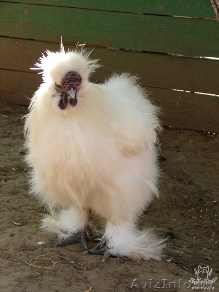 375444780475alesya - Изображение #1, Объявление #296014