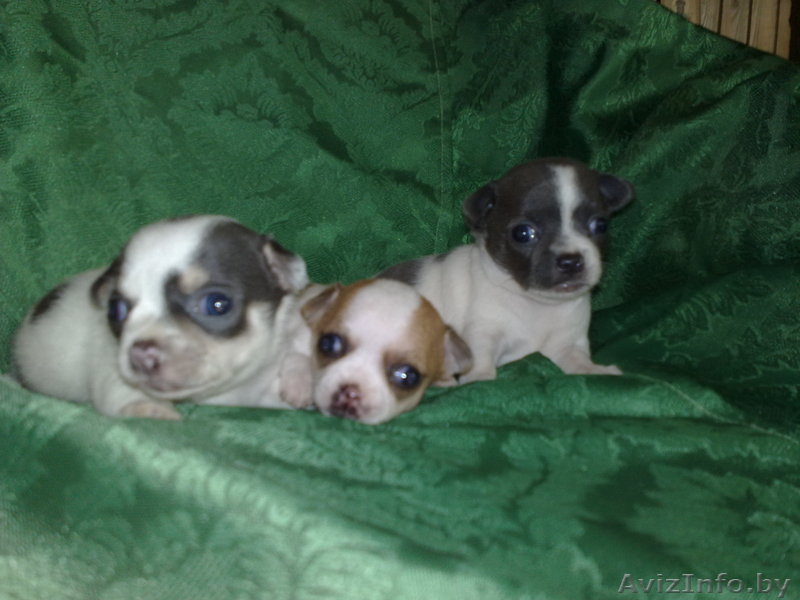 щенки чихуа хуа - Изображение #1, Объявление #370106