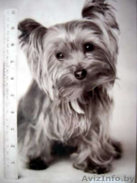 Пропала собака  - Изображение #1, Объявление #551093