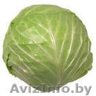 Продаю капусту от 2000 кг  - Изображение #1, Объявление #771416