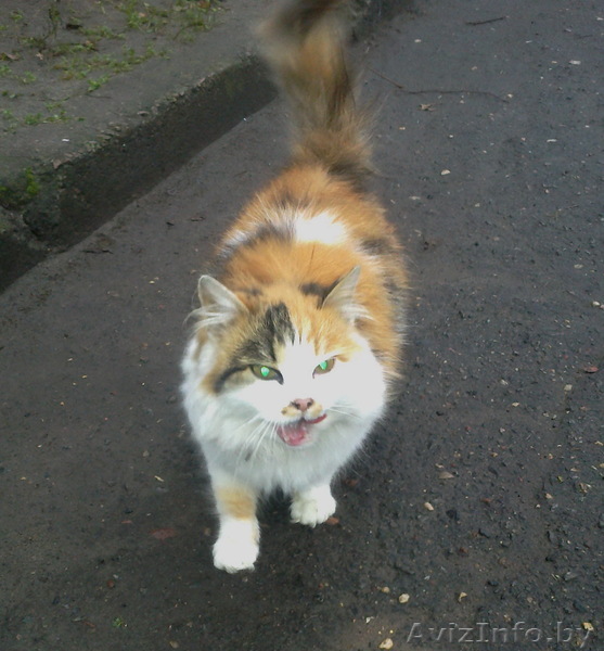 Кошка ждет добрых хозяев - Изображение #1, Объявление #805562