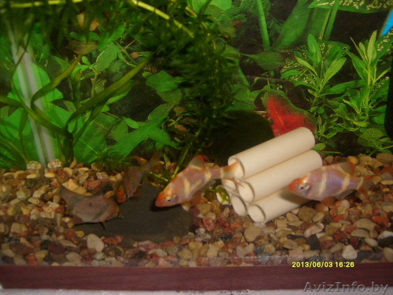 Аквариумные рыбки Барбусы - Изображение #1, Объявление #901516