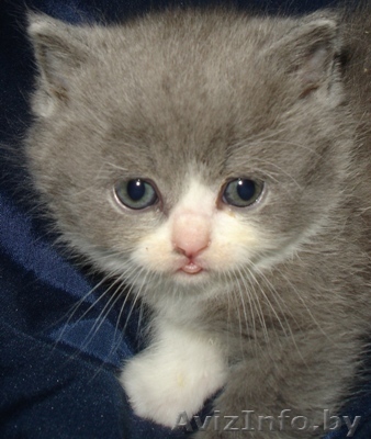 Оформление родословных - Изображение #1, Объявление #1024677