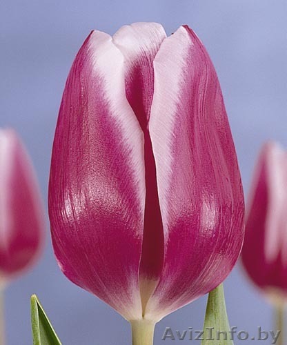 Тюльпаны оптом Беларусь - Изображение #1, Объявление #1041824