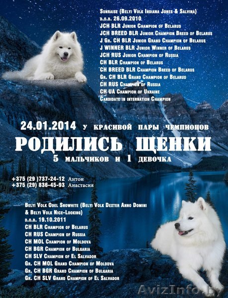 Продаются Щенки Самоеда  - Изображение #1, Объявление #1032124