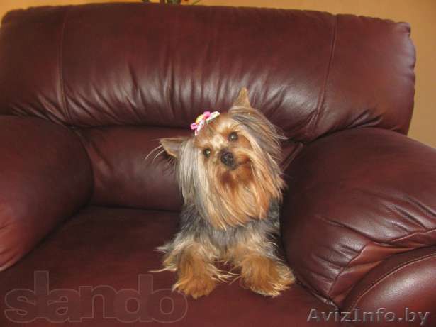  Милый, ласковый мини йорк приглашает дам для встреч - Изображение #1, Объявление #1058883