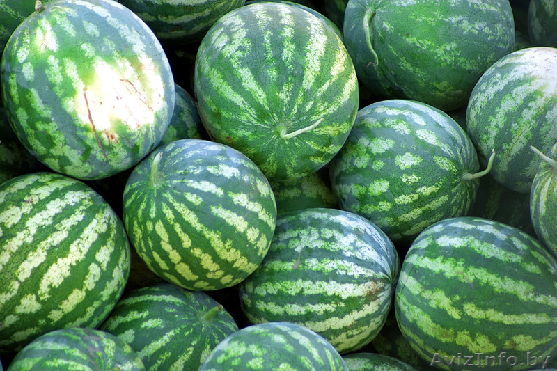 Продам арбуз оптом 20т. по 5 тысяч белорусских рублей за кг - Изображение #1, Объявление #1115713