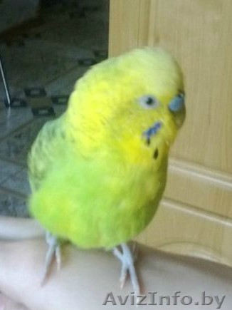 попугай + клетка - Изображение #1, Объявление #1126198