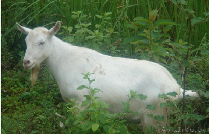 Продаются козлы зааненской породы или один козёл - Изображение #1, Объявление #1319042