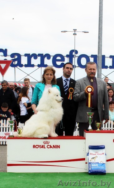 Великолепные щенки Самоеда от ИнтерЧемпиона - Изображение #1, Объявление #1354655