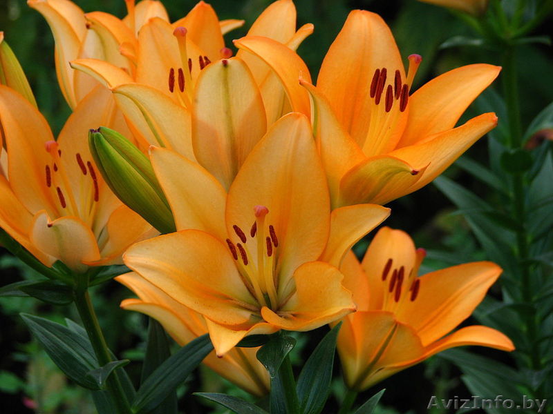 Луковицы лилий оптом - Изображение #1, Объявление #1413934