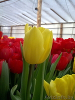 Сдам тюльпаны оптом! - Изображение #2, Объявление #168769