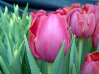 Сдам тюльпаны оптом! - Изображение #1, Объявление #168769