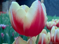 Сдам тюльпаны оптом! - Изображение #3, Объявление #168769