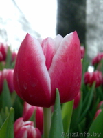 Сдам тюльпаны оптом! - Изображение #4, Объявление #168769