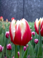 Сдам тюльпаны оптом! - Изображение #7, Объявление #168769