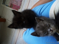 животные(котята) - Изображение #4, Объявление #326992