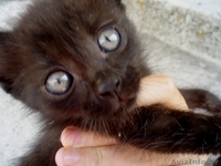 животные(котята) - Изображение #1, Объявление #326992