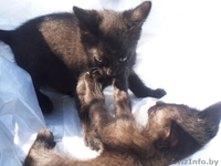животные(котята) - Изображение #2, Объявление #326992