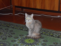 пропала кошечка - Изображение #2, Объявление #344246