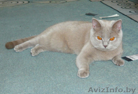 Британские плюшевые малыши. - Изображение #1, Объявление #473423