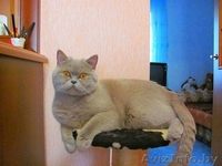 Британские плюшевые малыши. - Изображение #2, Объявление #473423