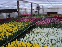 продам тюльпаны оптом в  Пинск - Изображение #1, Объявление #542925