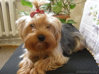 йоркширского терьера - Изображение #3, Объявление #618924