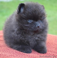 Померанского шпица щенки - Изображение #1, Объявление #673825