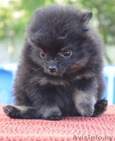 Померанского шпица щенки - Изображение #3, Объявление #673825