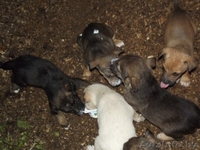 щенки ждут добрых хозяев - Изображение #2, Объявление #793755