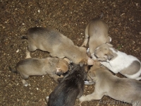 щенки ждут добрых хозяев - Изображение #1, Объявление #793755