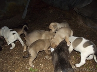 щенки ждут добрых хозяев - Изображение #3, Объявление #793755