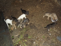 щенки ждут добрых хозяев - Изображение #4, Объявление #793755