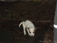 щенки ждут добрых хозяев - Изображение #5, Объявление #793755