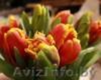 ПРОДАМ ТЮЛЬПАНЫ К 8 МАРТА!!! - Изображение #3, Объявление #832748