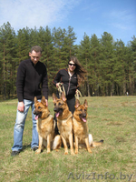 Немец, кобель, для вязки - Изображение #2, Объявление #886684