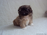 Щенки пекинеса ждут своих друзей - Изображение #2, Объявление #998653