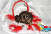 Щенки пекинеса ждут своих друзей - Изображение #1, Объявление #998653