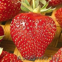 Саженцы клубники Новинка - Изображение #5, Объявление #1137586