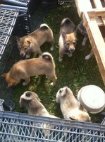 Щенки западно-сибирской лайки с родословной - Изображение #3, Объявление #1129583