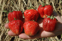 Саженцы клубники Новинка - Изображение #4, Объявление #1137586