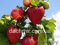 Саженцы клубники Новинка - Изображение #2, Объявление #1137586