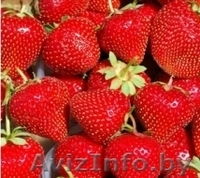 Саженцы клубники Новинка - Изображение #1, Объявление #1137586