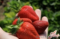 Саженцы клубники Новинка - Изображение #3, Объявление #1137586