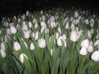 Продам тюльпаны - Изображение #3, Объявление #986613