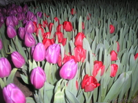 Продам тюльпаны - Изображение #4, Объявление #986613