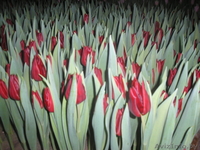 Продам тюльпаны - Изображение #5, Объявление #986613